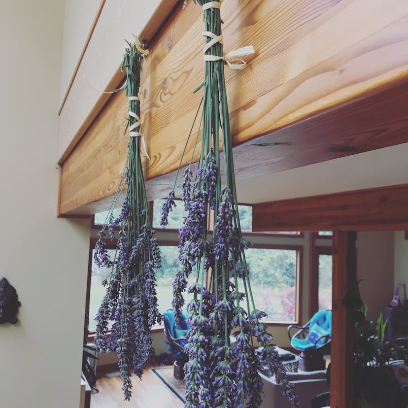 Lavender plants hanged in a room