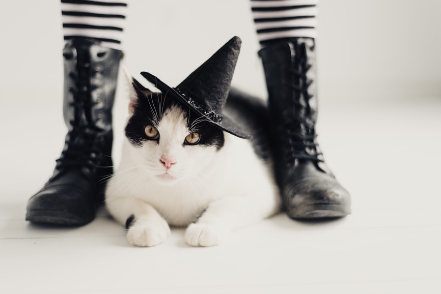 9 Costumes To Wear With Your Cat This Halloween That Are