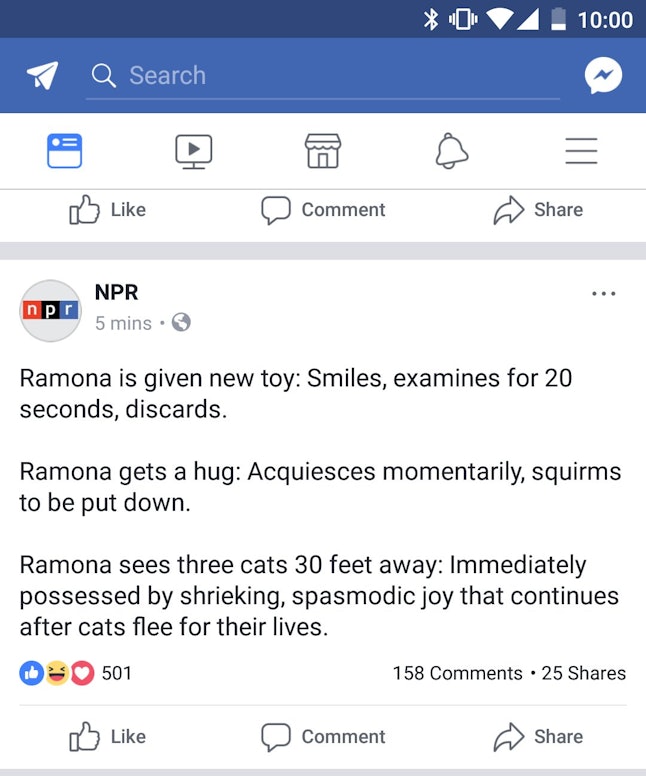 NPR's Accidental Cat Post Went Viral & The Has So Many