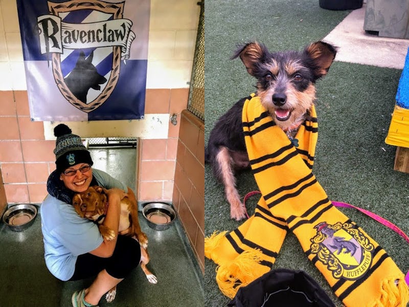This Orlando Pet Shelter Sorts Their Animals Into Hogwarts Houses To