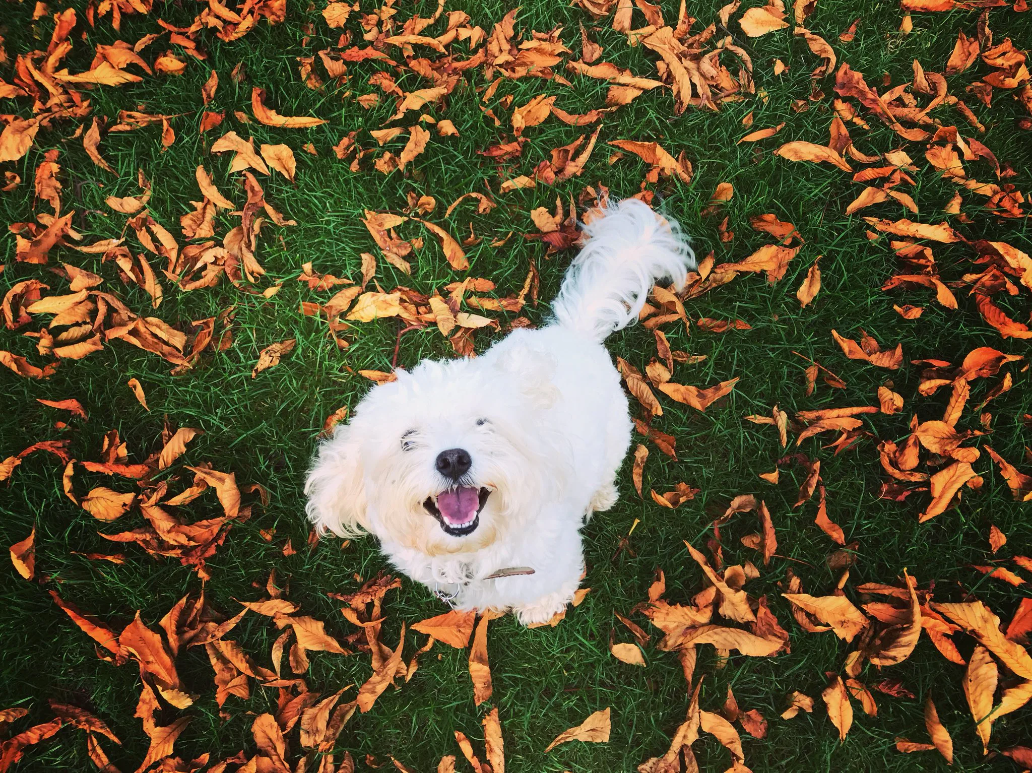 14 Photos Of Dogs In Fall That Prove They're Living Life Better Than Us ...