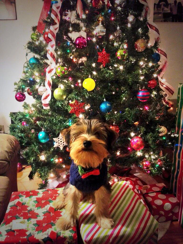 puppies dressed up for christmas BT Bear Pet Christmas Costume,Dog Santa Claus Riding Suit Dress up Clothing  Pet Xmas Outfit for Puppy Small Dogs (Small, Snowman) : Amazon.co.uk: Pet
