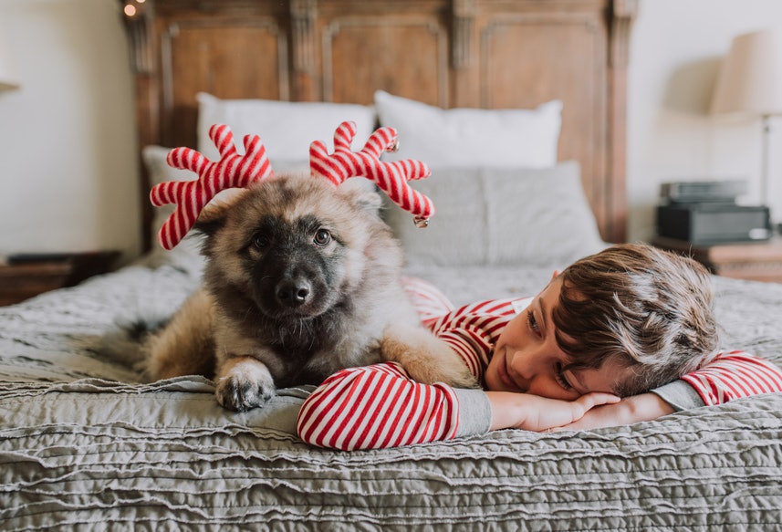 dogs dressed for christmas