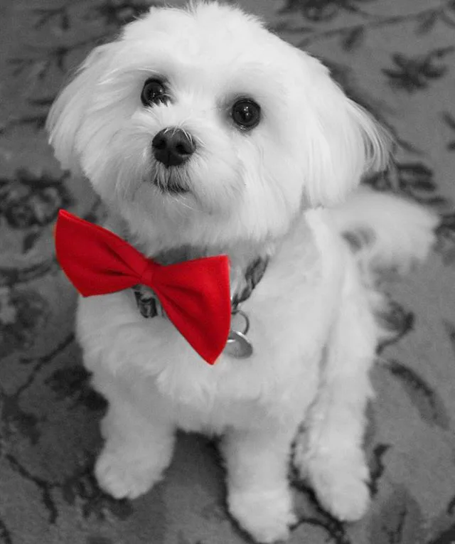 puppies dressed up for christmas 120+ Dog Costume Christmas Stock Photos, Pictures & Royalty-Free Images