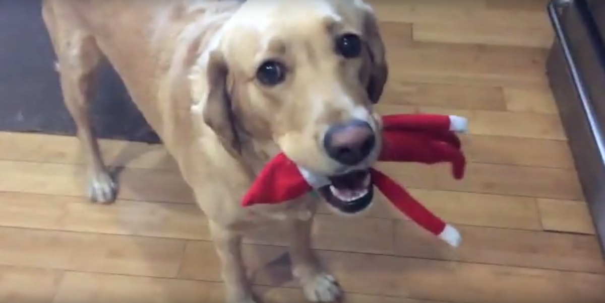9 Creative Elf On The Shelf Ideas That Involve Pets, Because Fluffy