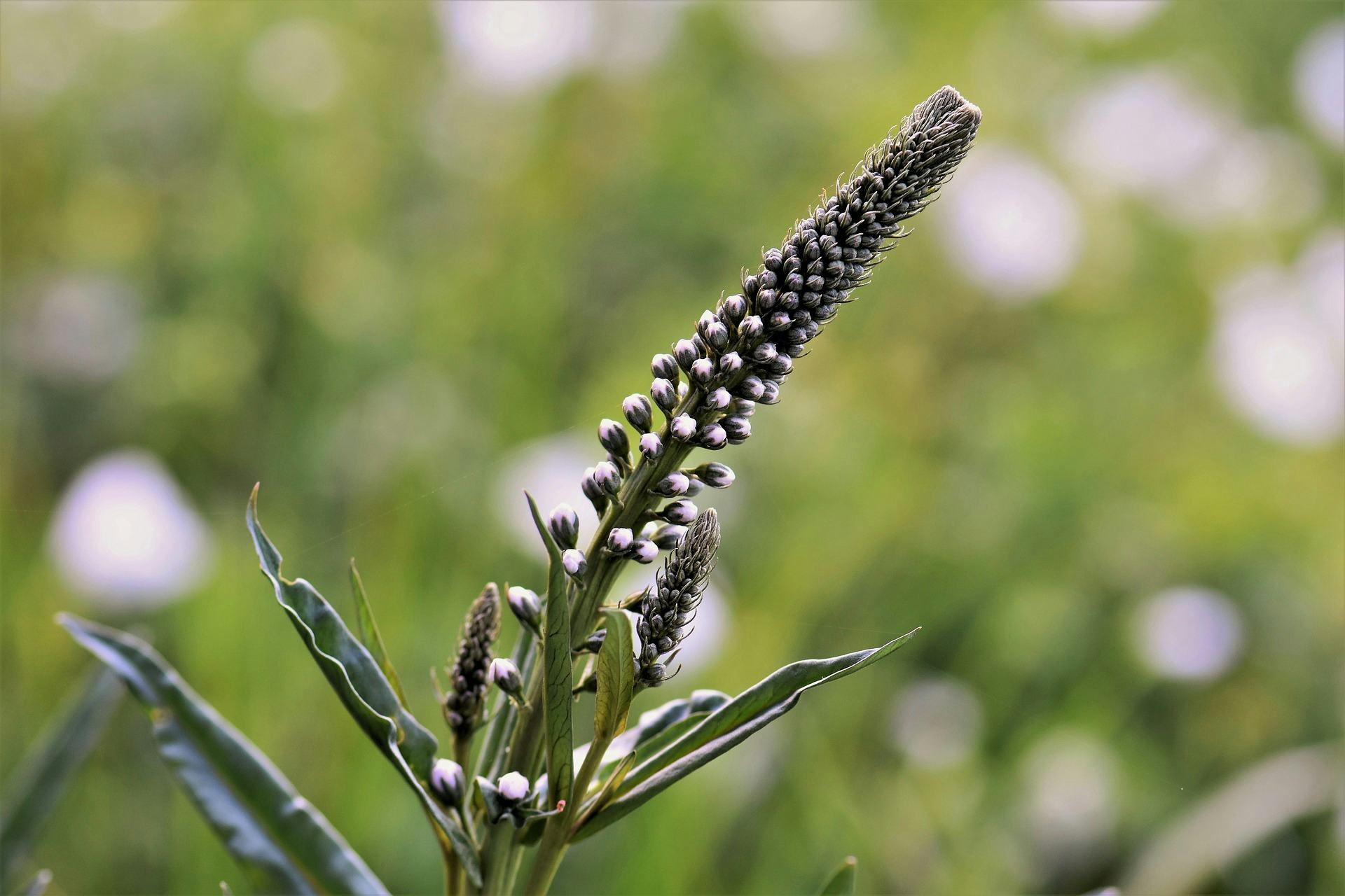 What Exactly Is Black Cohosh? Some Say It Can Jumpstart Labor