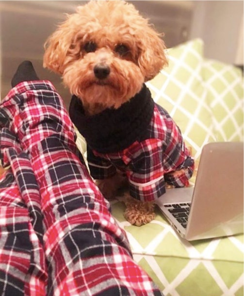 dog and owner pajamas