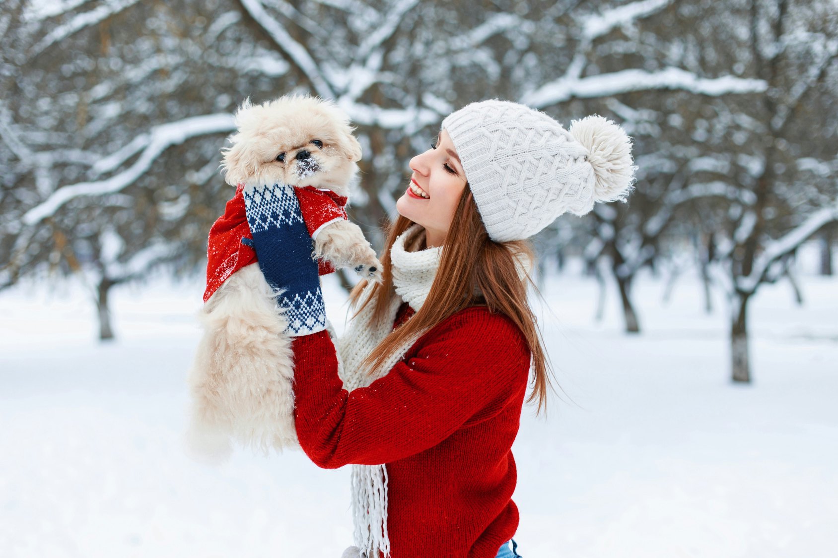 matching christmas sweaters for dog and owner