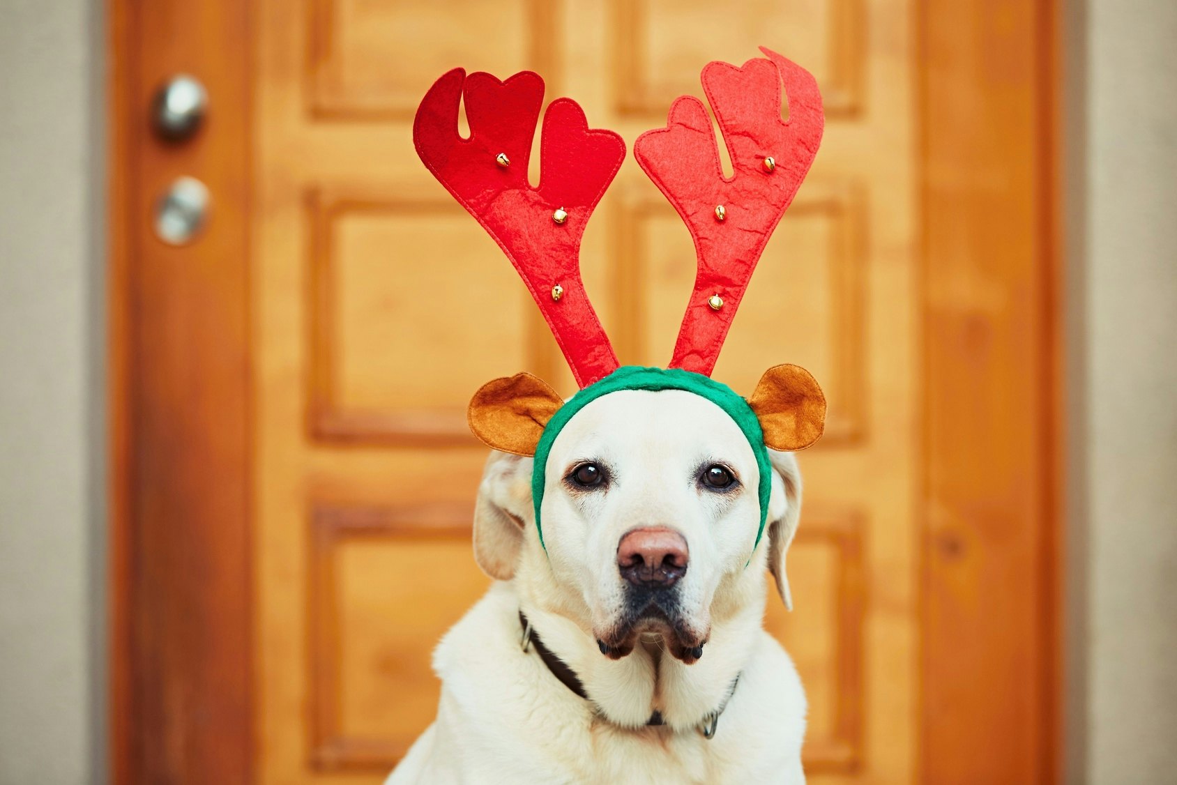 Dog dressed hot sale as reindeer