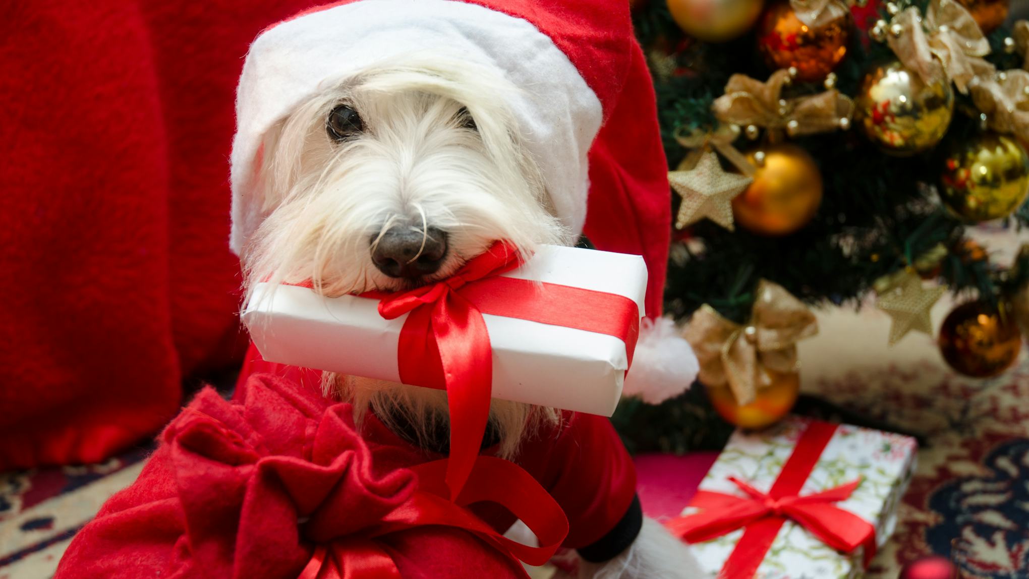 7 Christmas Gifts For Your Dog That Are Pawsitively Perfect Dog Presents Christmas