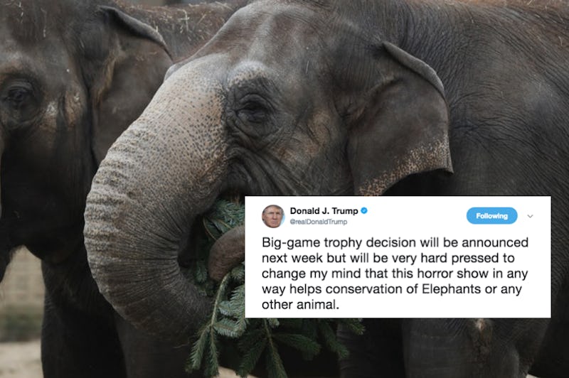 Is Trump Allowing Elephant Trophy Imports From Africa He Just Called The Practice A “horror Show” 6577