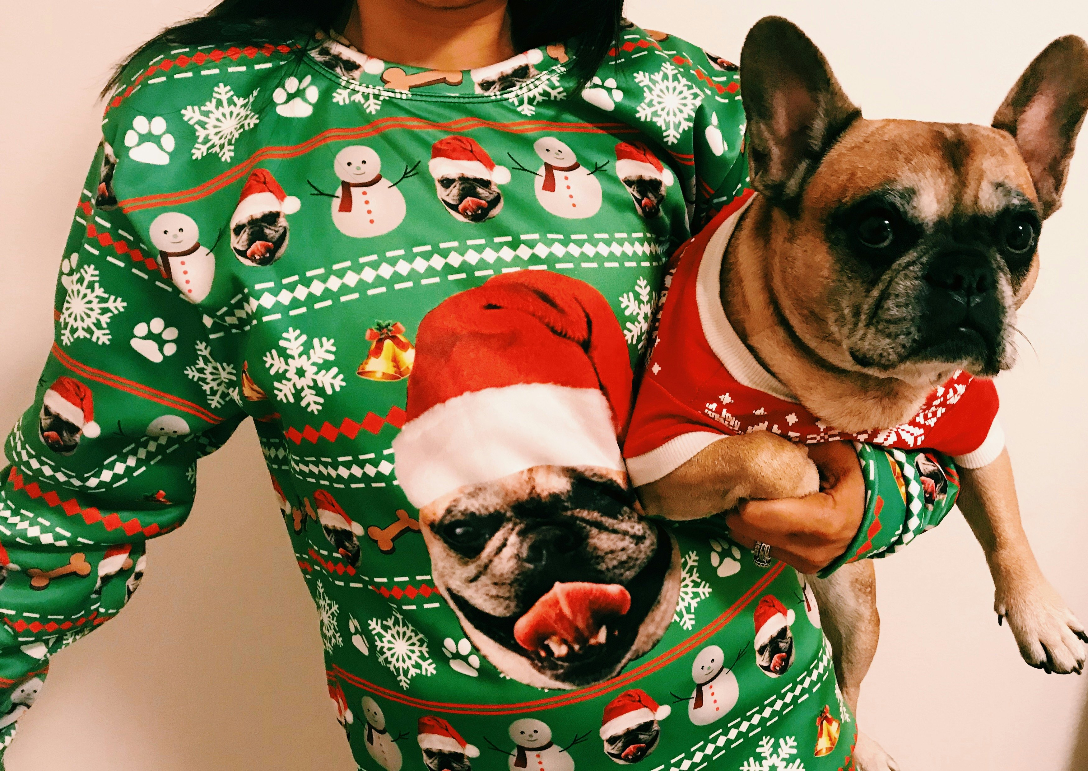 Adorable French Bulldog Wearing Christmas Sweater l2sanpiero