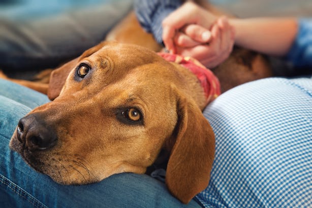 Do Pets Know When Your Pregnant