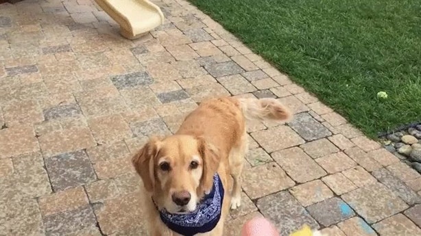 Dog That Cant Catch Food Gif Dog That Cant Catch Food Gif