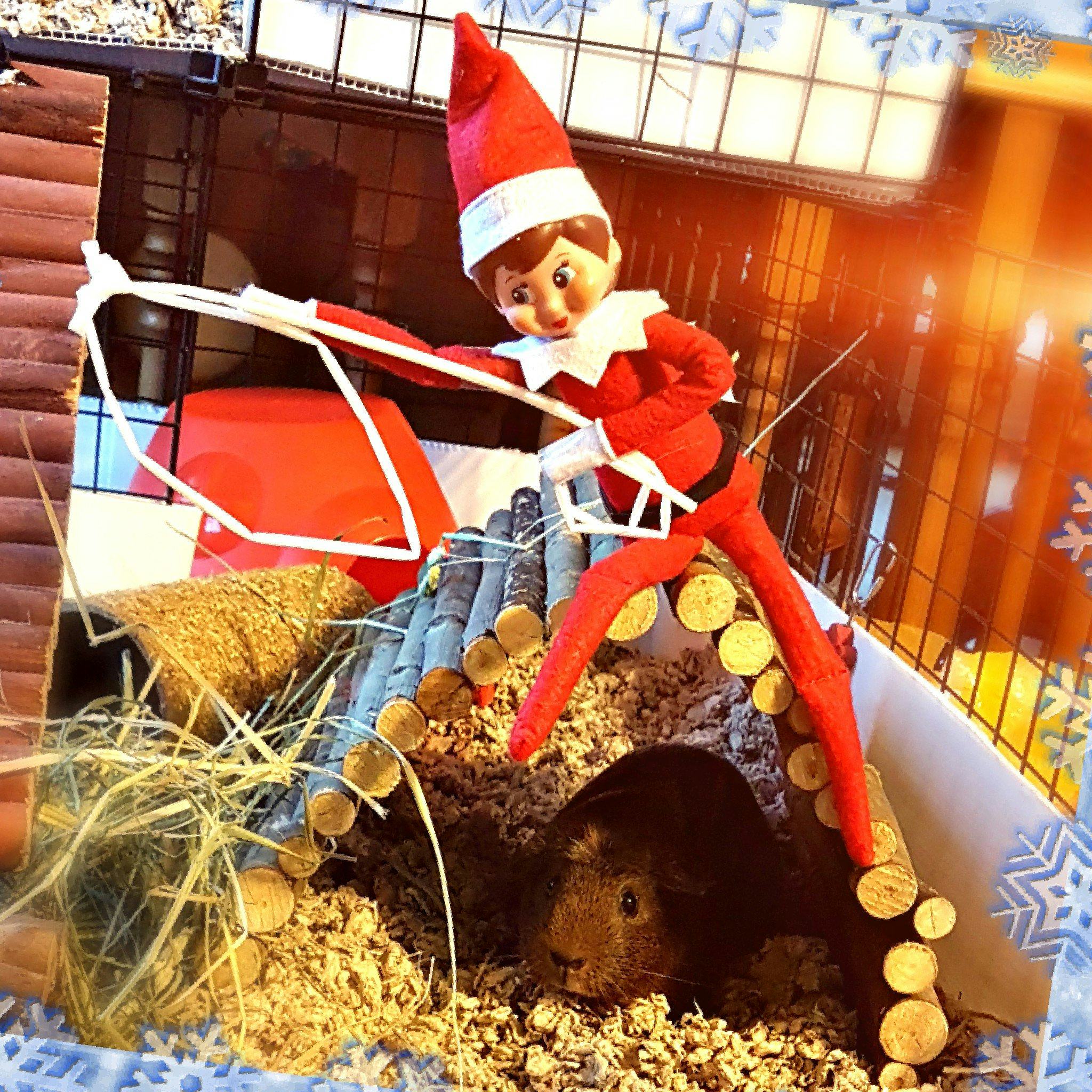 25 Mischievous Elf On The Shelf Ideas 0ce0d4e0 275e 43ef B78d 6c28aed613fe Dqeqxvyueaa3 Sg Large