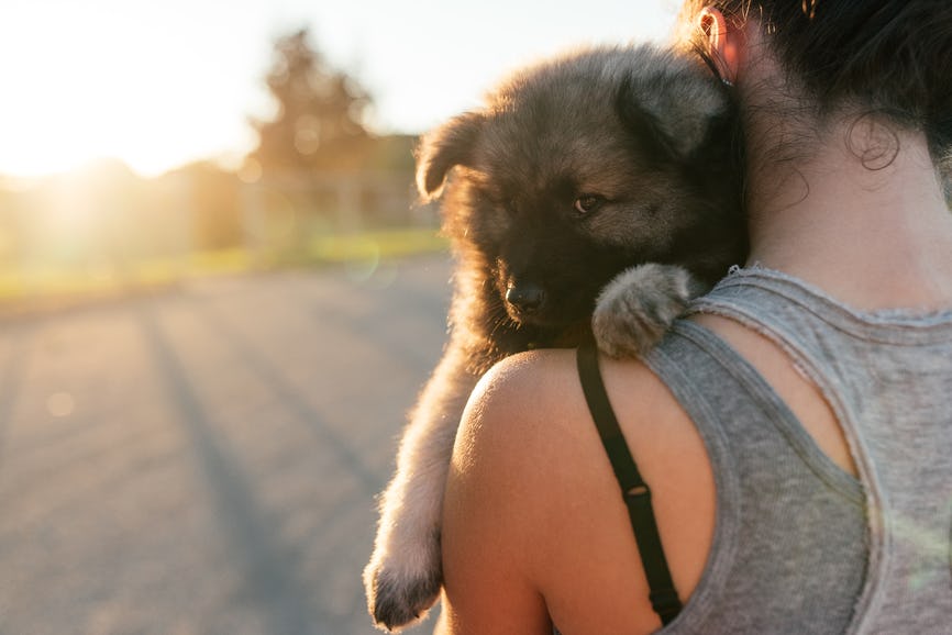 The Most Followed Pet On Instagram Of 2017 Is So Adorable & We Can't ...