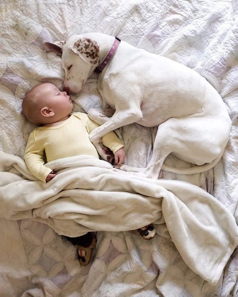 A baby and a white dog sleeping together on a bed 