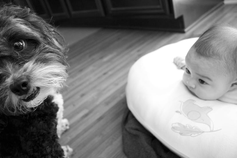 A baby lying and looking at a little black puppy 