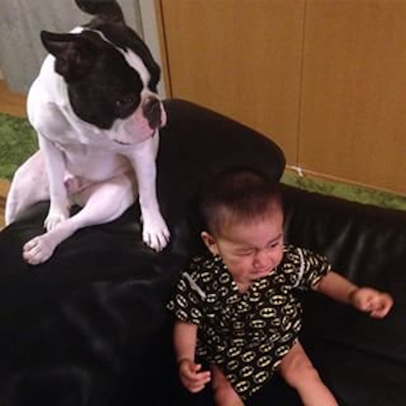 A baby crying while sitting next to a dog