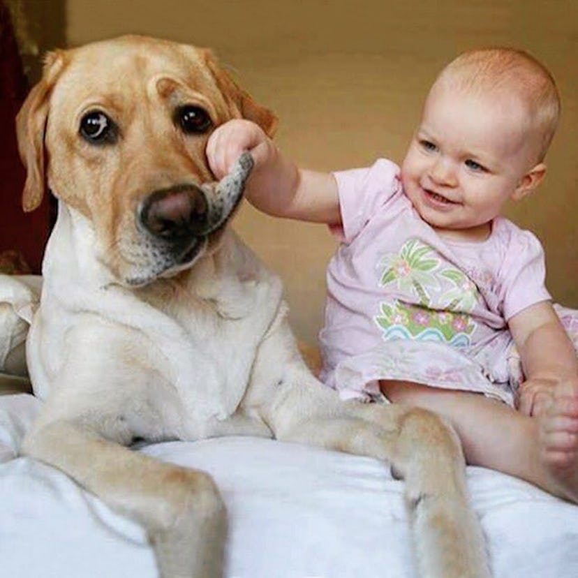 A baby holding and playing with dog's cheek