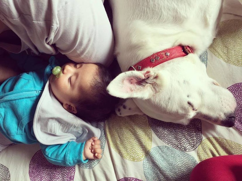 A baby sleeping next to a white dog 