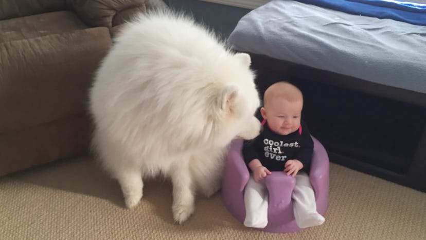 A white fluffy dog touching a little baby 