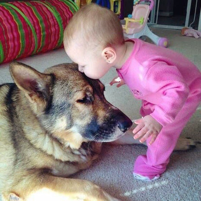 A little baby kissing a shepherd dog 