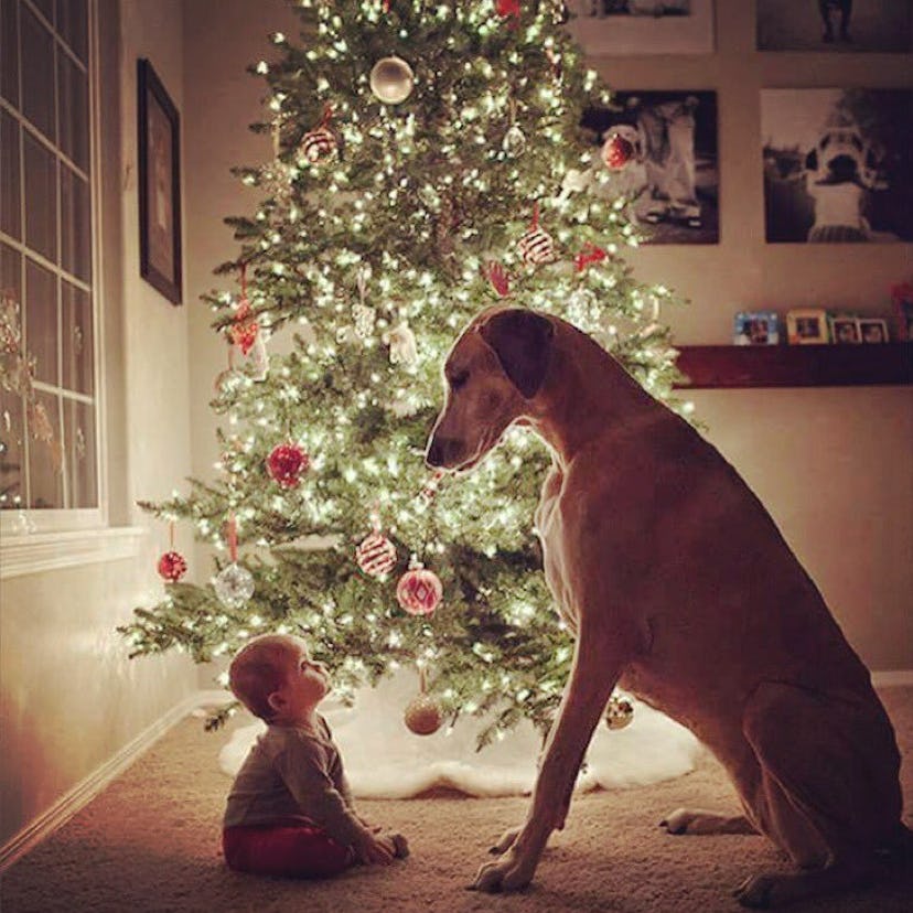 A dog and baby sitting next to a Christmas tree and looking at each other 