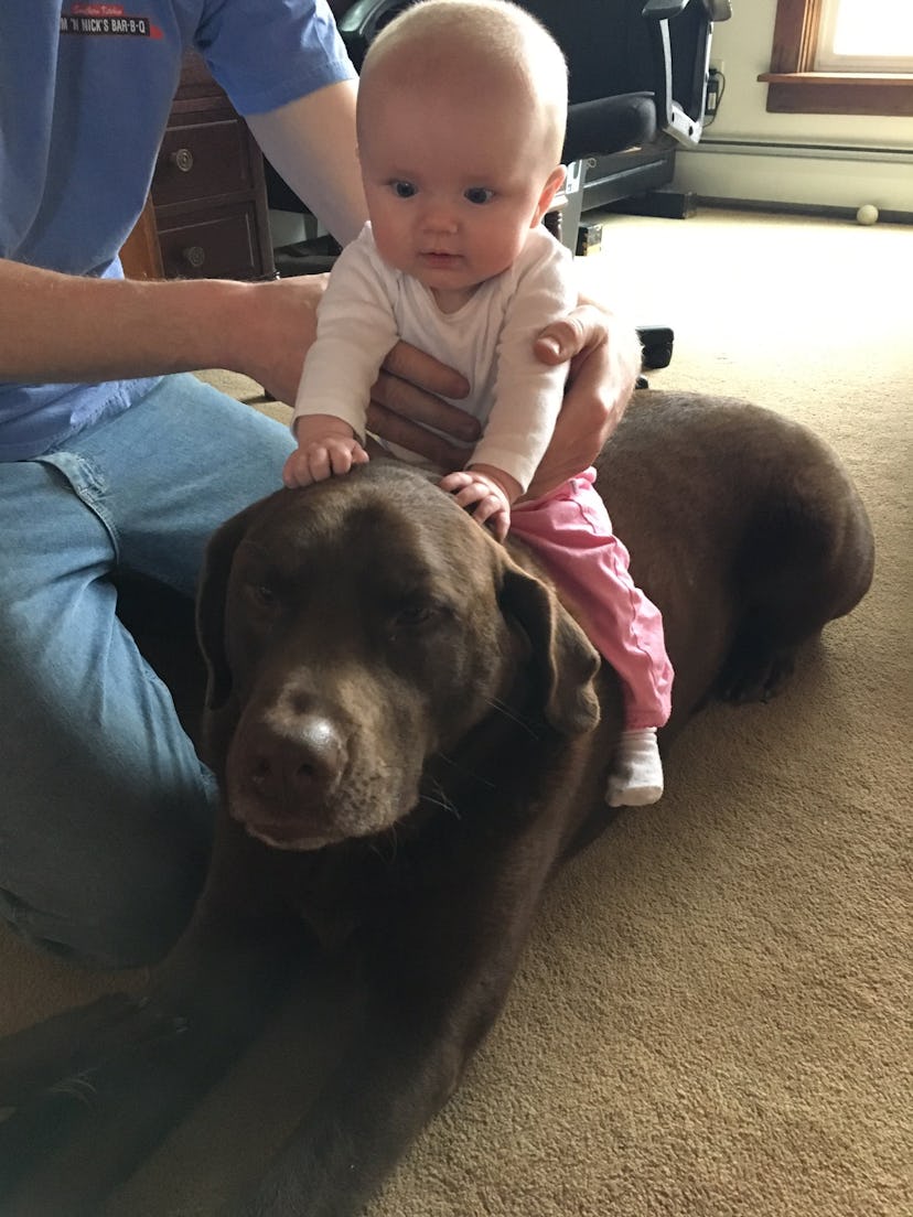 A baby sitting on a dog in a riding pose