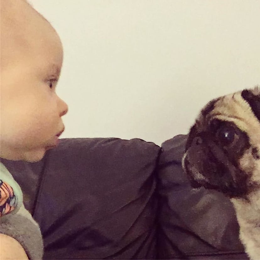 A baby looking at a little dog while sitting on a couch