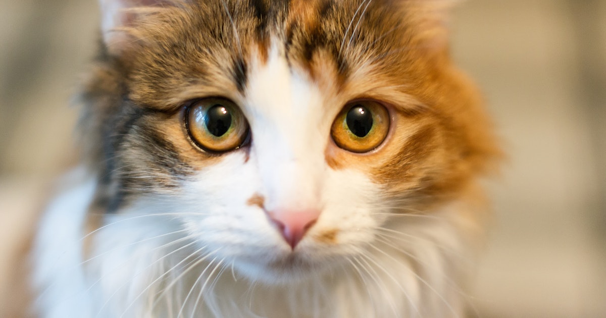 Do Cats Really Suck The Breath Out Of Babies It S Not Surprising