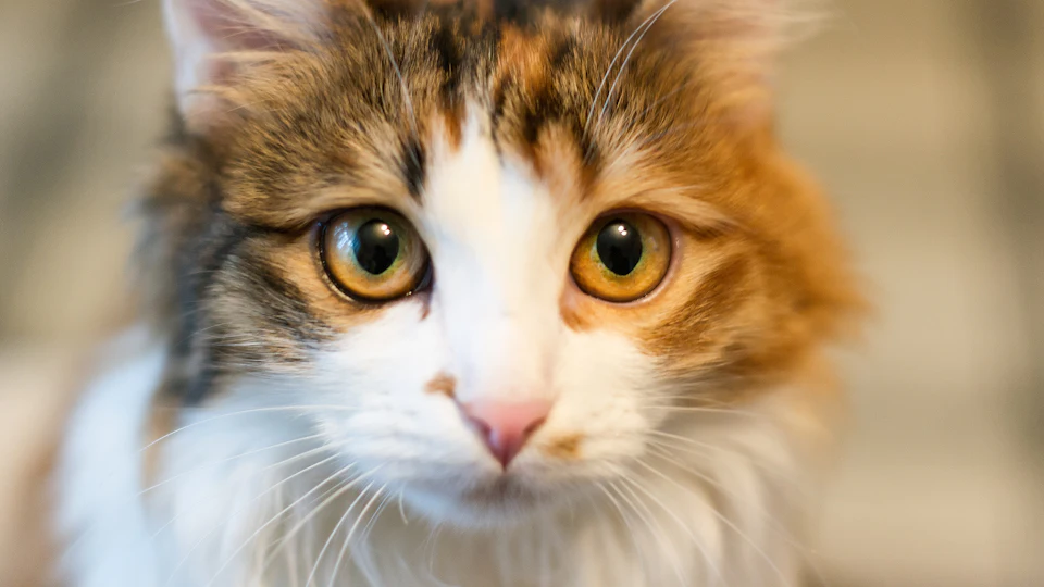 Do Cats Really Suck The Breath Out Of Babies It S Not Surprising This Myth Exists