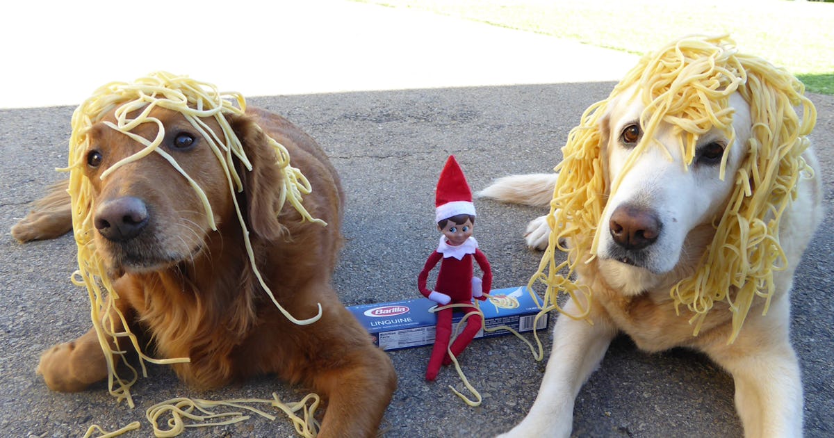 Elf On The Shelf Pranking Dogs In These Pictures Is Pawsitively