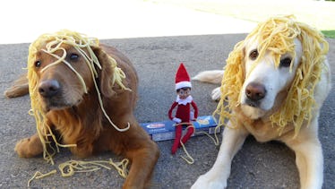 Elf On The Shelf Pranking Dogs In These Pictures Is Pawsitively