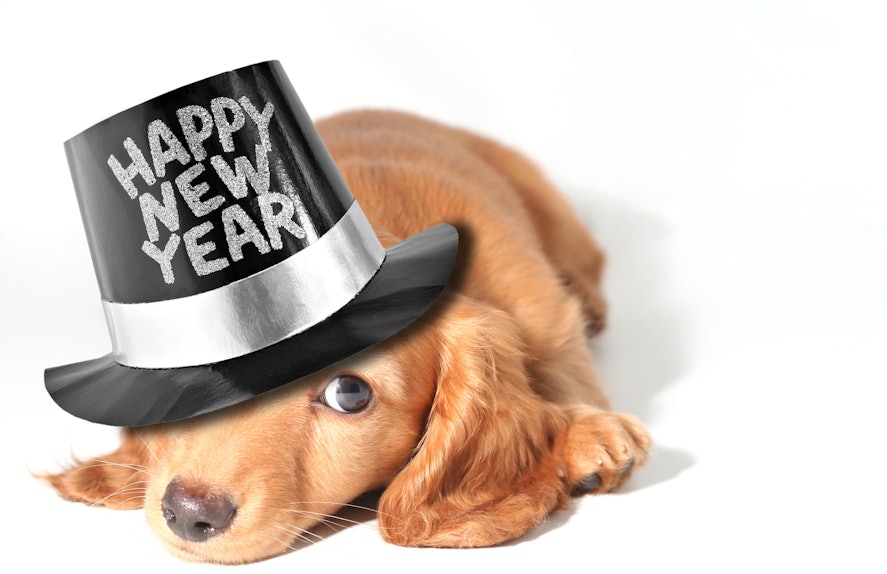 12 Dogs In New Year's Eve Hats Who Are Literally Our Spirit Animals