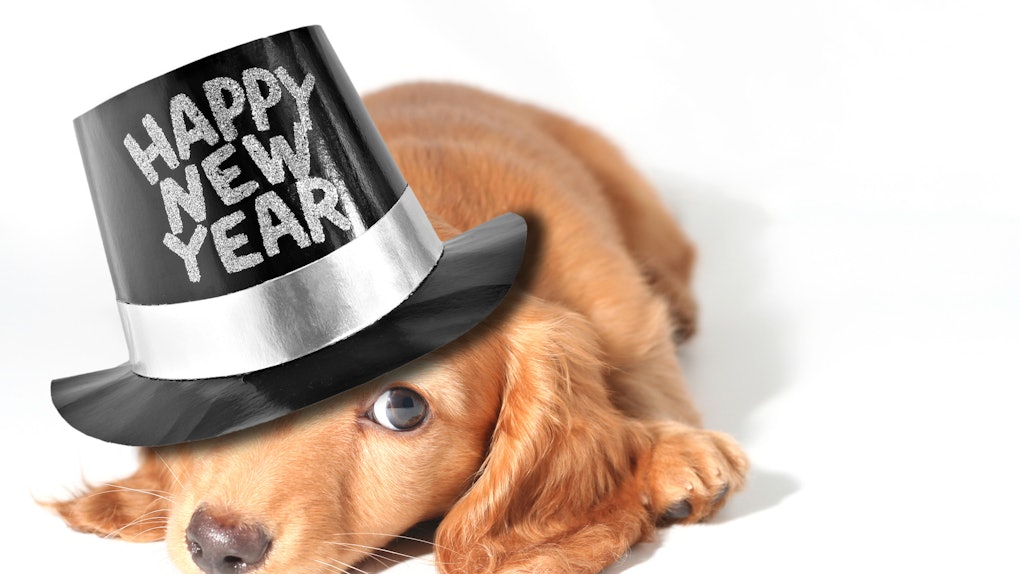 Happy New Year 2025 Dog