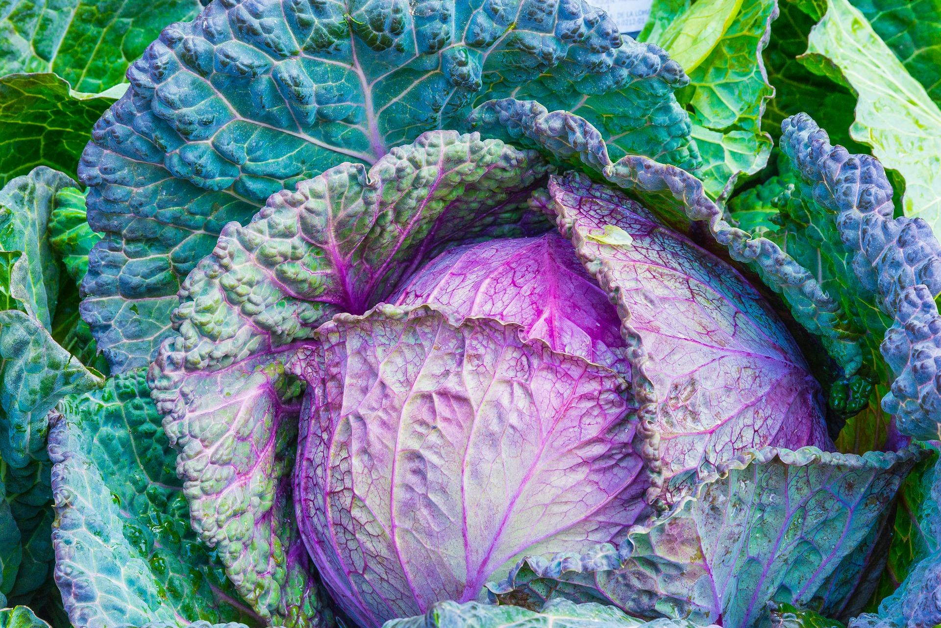 Can Cabbage Really Dry Up Your Breast Milk? This Old Wives' Tale Is