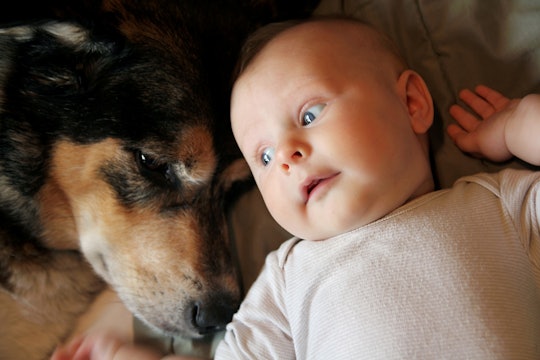 do dogs get depressed with a new baby