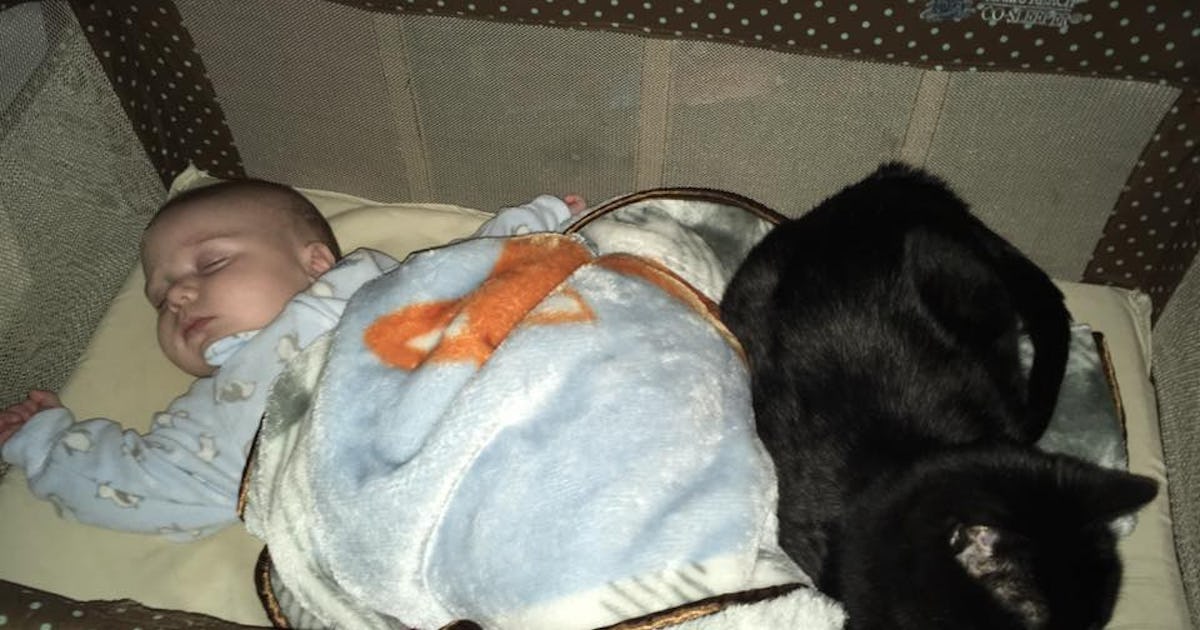 How To Keep Your Cat Out Of Your Kid S Crib Because Fur Babies Newborns Don T Mix How To Keep Your Cat Out Of Your Kid S Crib Because Fur Babies Newborns Don T Mix