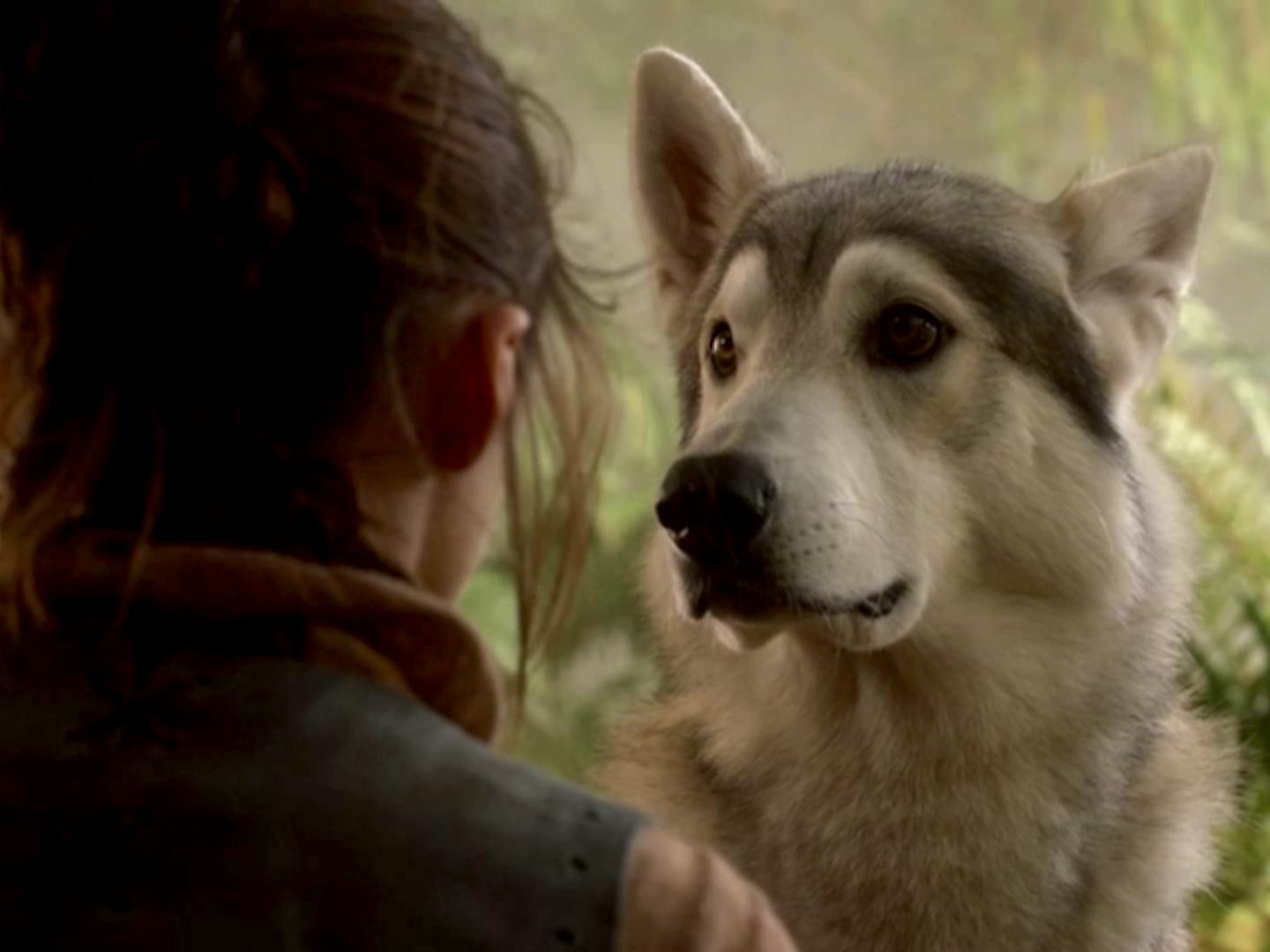 Where Has Nymeria Been On 'Game Of Thrones'? Arya's Direwolf Has Been MIA Since Season 1