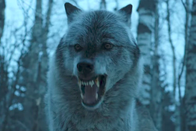 Where Has Nymeria Been On 'Game Of Thrones'? Arya's Direwolf Has Been ...