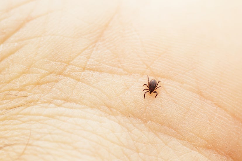 A small tick on the palm of someone's hand