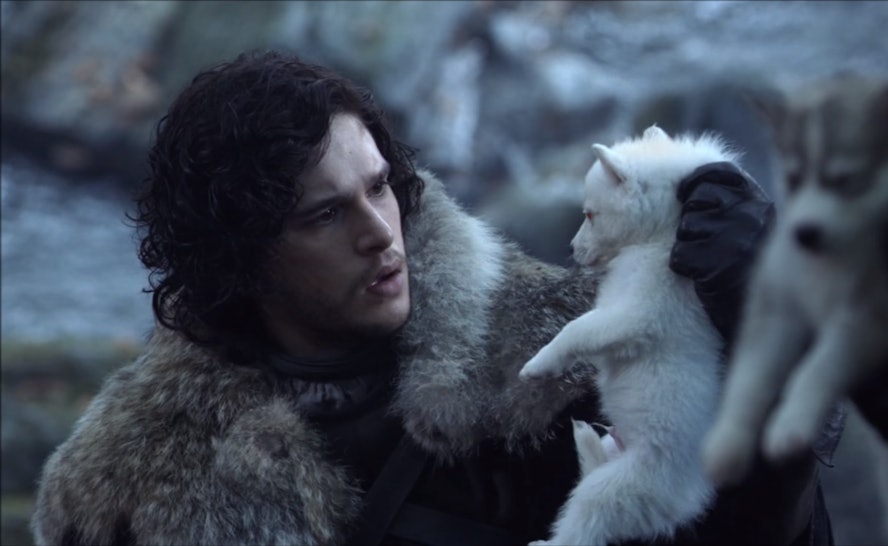 Is Ghost Still Alive On Game Of Thrones Jon Snow S Direwolf Is Mia