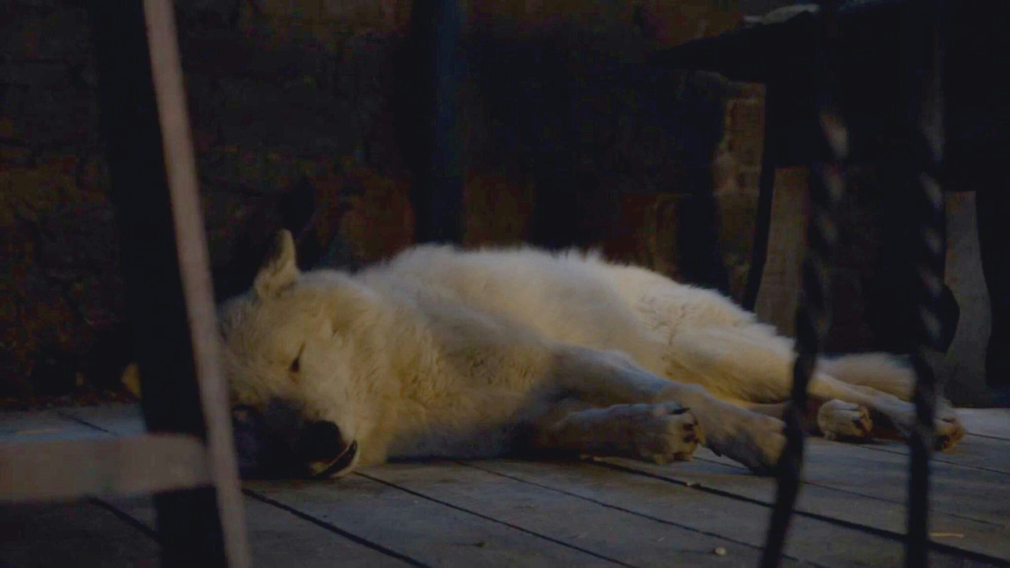 Is Ghost Dead On Game Of Thrones Jon Snow S Direwolf Was Left