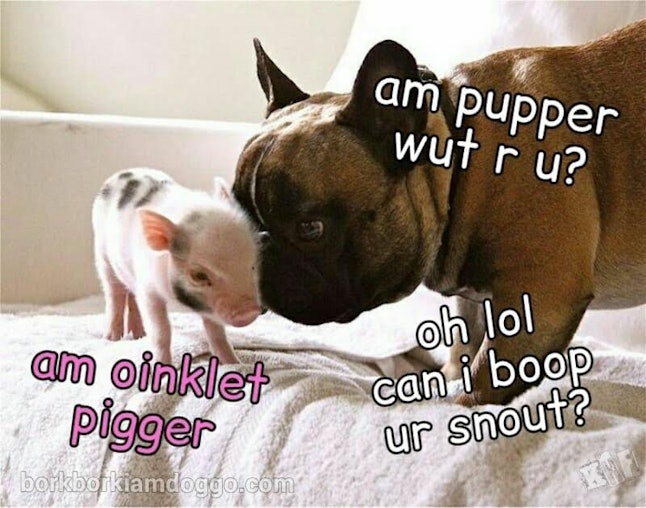 What Dogs And The Doggo Meme Can Teach Us About