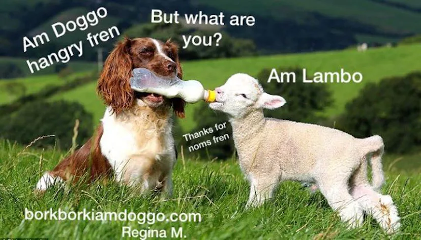 Doggo Inbound Meaning What Dogs And The “Doggo” Meme Can Teach Us About Inclusion And Consent