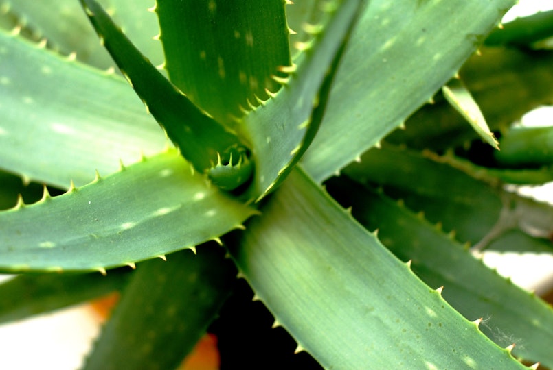 Can Aloe Vera Help You Get Pregnant A Fertility Expert Answers