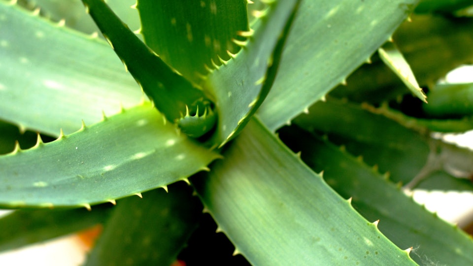 Can Aloe Vera Help You Get Pregnant A Fertility Expert Answers