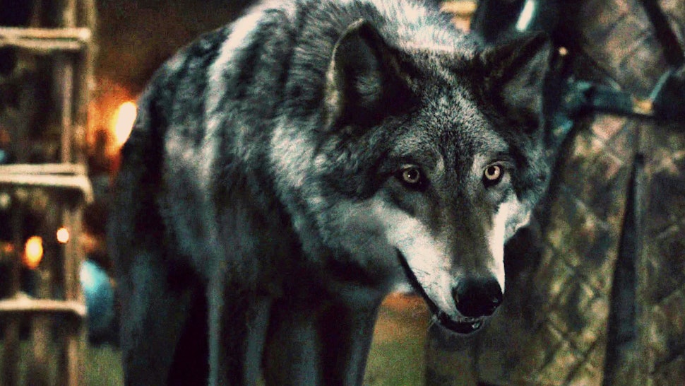 The 13 Best Direwolf Moments On Game Of Thrones To Comfort You