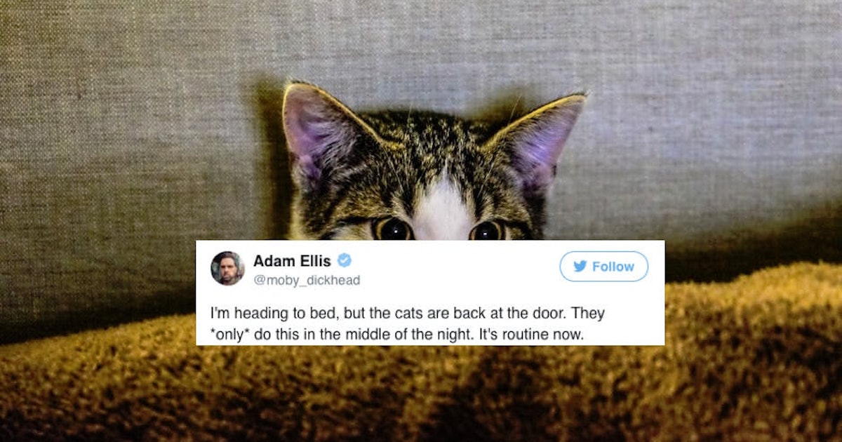 Can Pets See Ghosts Why Cats Dogs May Be More Sensitive To The Paranormal Than We Are